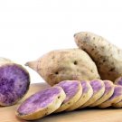 13 Hawaii Okinawa Purple Sweet Potato Slips (NO Roots No Leaves) Khoai Lang Tim