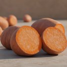 4 Covington Sweet Potato Slips Organic Free Shipping sweet potato slips live plant