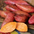 10 Sweet Potato Slips Plants - Georgia Jet - Non GMO & Chemical Free USA Seller