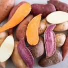 Sweet Potato Lover's Mix - 10 Sweet Potato Slips Plants -Non GMO & Chemical Free