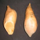10 Sweet Potato Slips Plants - Bunch Porto Rico (Bush) - Non GMO & Chemical Free