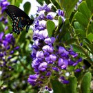 10 Texas Mountain Laurel Sophora Secundiflora Mescal Tree Purple Flower Seeds Garden USA Fast Shippi