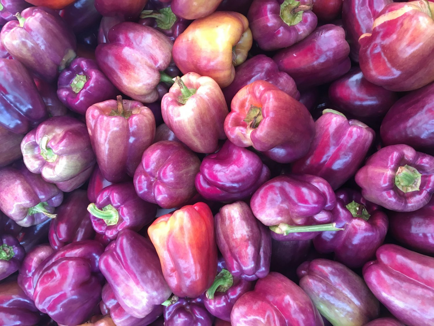 100 Lilac Bell Pepper Capsicum Annuum Sweet Mild Purple Vegetable Seeds Garden USA Fast Shipping