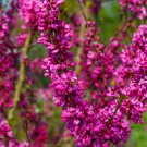 40 Chinese Redbud Cercis Chinensis Shrub Small Tree Pink Purple Flower Seeds Garden USA Fast Shippin