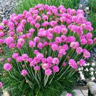 50 Sea Thrift Armeria Maritima California Sea Pink Cliff Rose Flower Seeds Garden USA Fast Shipping
