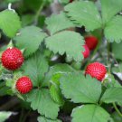 80 California Woodland Strawberry Fragaria Vesca Bracteata Red Berry Fruit Seeds Garden USA Fast Shi