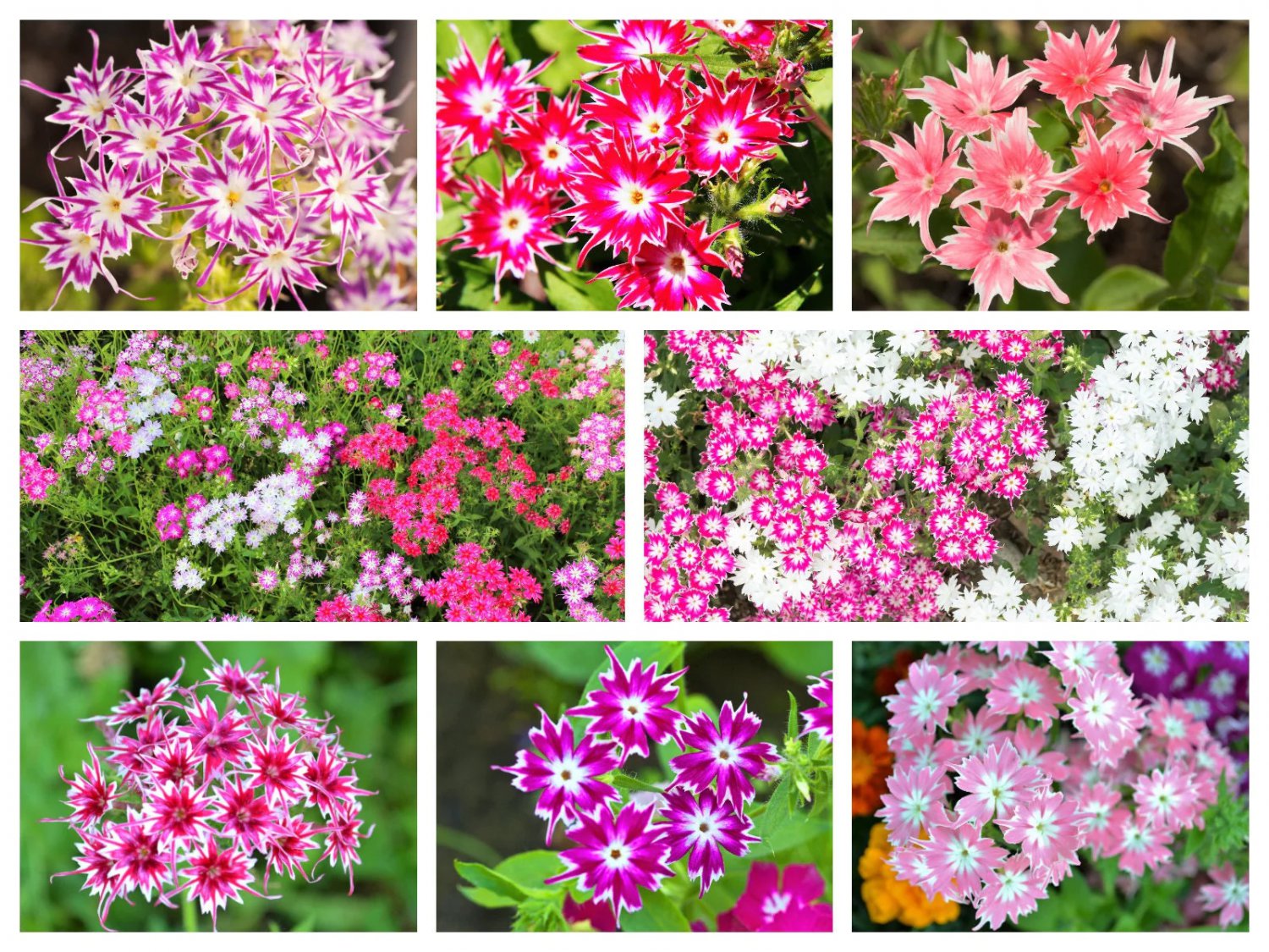 100 Twinkle Dwarf Phlox Drummondii Cuspidata Stellaris Star Mix Flower Seeds Garden USA Fast Shippin