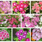 100 Twinkle Dwarf Phlox Drummondii Cuspidata Stellaris Star Mix Flower Seeds Garden USA Fast Shippin 100 Twinkle Dwarf Phlox Drummondii Cuspidata Stellaris Star Mix Flower Seeds Garden USA Fast Shippin
