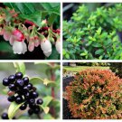 50 California Evergreen Huckleberry Vaccinium Ovatum Fruit Berry Shrub Seeds Garden USA Fast Shippin 50 California Evergreen Huckleberry Vaccinium Ovatum Fruit Berry Shrub Seeds Garden USA Fast Shippin
