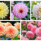 50 Watercolor Mix Dahlia Variabilis Double Bloom Mixed Colors Flower Seeds Garden USA Fast Shipping
