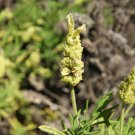 20 Yellow Lavender Lavandula Viridis Canary Spanish Portuguese Flower Herb Seeds Garden USA Fast Shi
