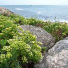 40 Sea Fennel Rock Samphire Crithmum Maritimum Herb Edible Vegetable Flower Seed Garden USA Fast Shi