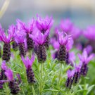 100 French Lavender Butterfly Spanish Topped Lavandula Stoechas Flower Herb Seed Garden USA Fast Shi