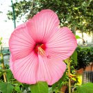 20 Light Pink Hibiscus Moscheutos Var. Palustris Hardy Flower Seeds Garden USA Fast Shipping