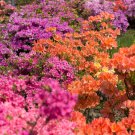 25 Mixed Colors Azalea Rhododendron Spp Red Purple Flower Shade Bush Shrub Seeds Garden USA Fast Shi