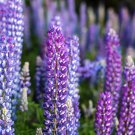 100 Perennial Lupine Blue Violet Lupinus Perennis Wild Sundial Purp Flower Seeds Garden USA Fast Shi