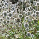 20 Silver Giant Globe Thistle Echinops Sphaerocephalus Silver White Flower Seeds Garden USA Fast Shi