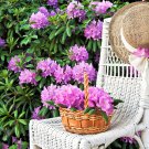 40 Carolina Rhododendron Carolinianum Dwarf Azalea Pink Purple Flower Shrub Seed Garden USA Fast Shi