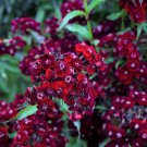 30 Sooty Dianthus Barbatus Dark Maroon Red Sweet William Flower Seeds Garden USA Fast Shipping