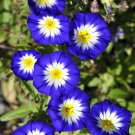 35 Blue Dwarf Royal Ensign Morning Glory Convolvulus Tricolor Flower Vine Seeds Garden USA Fast Ship