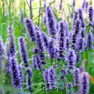 1000 True Blue Hyssop Hyssopus Officinalis Thymus Herb Blue Violet Flower Seeds Garden USA Fast Ship