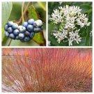 20 Silky Dogwood Shrub Cornus Amomum Coerulea Kinnikinnik Silver Blue Berry Seed Garden USA Fast Shi
