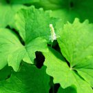 10 Vanilla Leaf Achlys Triphylla Fragrant Shade Groundcover White Flower Seeds Garden USA Fast Shipp 10 Vanilla Leaf Achlys Triphylla Fragrant Shade Groundcover White Flower Seeds Garden USA Fast Shipp