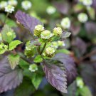 100 Aztec Sweet Herb Honeyherb Mayan Mint Dulce Buttons Lippia Dulcis Phyla Seed Garden USA Fast Shi