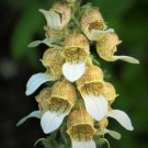 200 Grecian Foxglove Wooly Digitalis Lanata Hummingbird White Yellow Flower Seed Garden USA Fast Shi