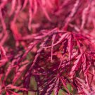 10 Red Dwarf Japanese Laceleaf Maple Tree Acer Palmatum Atropurpureum Seeds Garden USA Fast Shipping