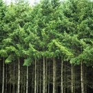 20 Douglas Fir Tree Abies Pseudotsuga Menziesii Christmas Tree Blue Pine Seeds Garden USA Fast Shipp