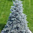 50 Colorado Blue Spruce Tree Picea Pungens Glauca Christmas Tree Silver Seeds Garden USA Fast Shippi