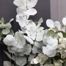 20 Silver Drop Eucalyptus Gunnii Cider Gum Silver Blue Foliage Florist Tree Seed Garden USA Fast Shi 20 Silver Drop Eucalyptus Gunnii Cider Gum Silver Blue Foliage Florist Tree Seed Garden USA Fast Shi