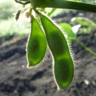 20 Buttery Edamame Tohya Soybean Pale Green Glycine Max Soy Bean Vegetable Seeds Garden USA Fast Shi