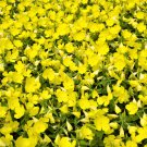150 Dwarf Evening Primrose Missouri Ozark Sundrops Oenothera Yellow Flower Seeds Garden USA Fast Shi