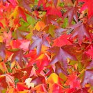 50 American Sweetgum Liquidambar Styraciflua Storax Sweet Gum Tree Seeds Garden USA Fast Shipping 50 American Sweetgum Liquidambar Styraciflua Storax Sweet Gum Tree Seeds Garden USA Fast Shipping