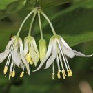 10 Hookers Fairybells Drops Of Gold Prosartes Disporum Hookeri Flower Seeds Garden USA Fast Shipping