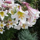 10 Regal Trumpet Lily Royal Kings Lilium Regale White Pink Yellow Flower Seeds Garden USA Fast Shipp