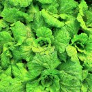 500 Lettuce Leaf Basil Ocimum Basilicum Huge Leaves Herb Seeds Ping Garden USA Fast Shipping 500 Lettuce Leaf Basil Ocimum Basilicum Huge Leaves Herb Seeds Ping Garden USA Fast Shipping