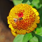 100 Mixed Colors Scabiosa Zinnia Elegans Red Pink Purple Yellow Flower Seeds Garden USA Fast Shippin