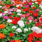 10 Mixed Colors Geranium Pelargonium Zonale Pink Purple Red Salmon Flower Seeds Garden USA Fast Ship 10 Mixed Colors Geranium Pelargonium Zonale Pink Purple Red Salmon Flower Seeds Garden USA Fast Ship