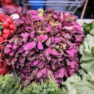 150 Triple Purple Orach Mountain Spinach Atriplex Hortensis Leaf Vegetable Seeds Garden USA Fast Shi