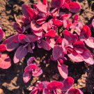 150 Magenta Magic Orach Mountain Spinach Atriplex Hortensis Red Leaf Greens Seed Garden USA Fast Shi 150 Magenta Magic Orach Mountain Spinach Atriplex Hortensis Red Leaf Greens Seed Garden USA Fast Shi