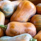 25 Honeynut Squash Honey Butternut Cucurbita Baby Buttercup Vegetable Seeds Garden USA Fast Shipping