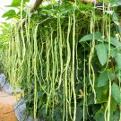 100 Lady Cowpea Southern Cow Pea Vigna Unguiculata Legume Lady Finger Bean Seeds Garden USA Fast Shi