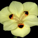 20 Yellow African Iris Fortnight Lily Dietes Bicolor Butterfly Flag Flower Seeds Garden USA Fast Shi