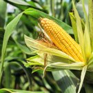 75 South American Yellow Popcorn Corn Zea Mays Heirloom Vegetable Seeds Garden USA Fast Shipping 75 South American Yellow Popcorn Corn Zea Mays Heirloom Vegetable Seeds Garden USA Fast Shipping