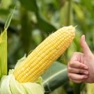 50 Honey Select Corn Sweet Yellow S.E. Sh2 Zea Mays Vegetable Seeds Garden USA Fast Shipping 50 Honey Select Corn Sweet Yellow S.E. Sh2 Zea Mays Vegetable Seeds Garden USA Fast Shipping
