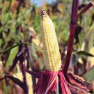 50 Kandy Korn Corn Sweet Yellow Corn Red Husk H.S.E. Zea Mays Vegetable Seeds Garden USA Fast Shippi