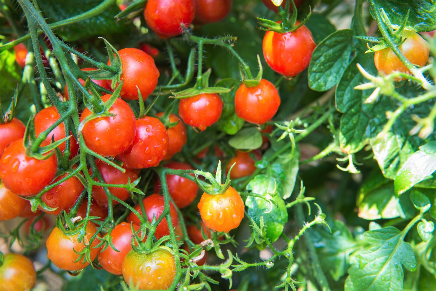 80 Sub Arctic Plenty Tomato Solanum Lycopersicum Red Determinate Heirloom Seeds Garden USA Fast Ship
